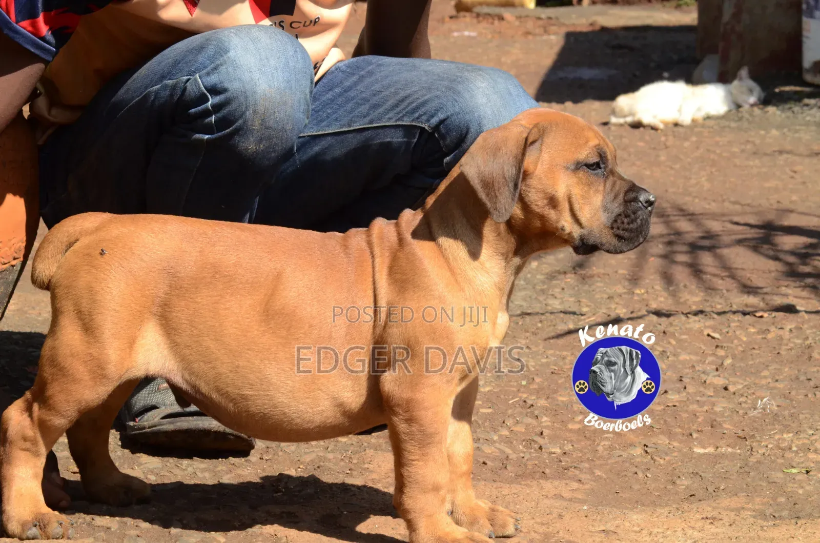 1-3 months Male Purebred Boerboel