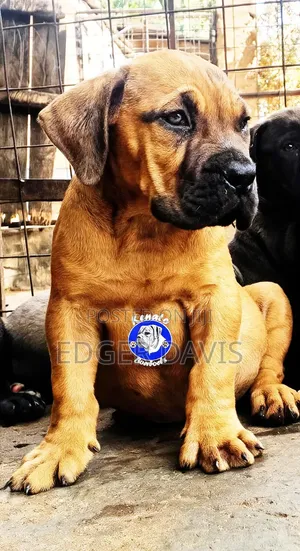 1-3 months Male Purebred Boerboel