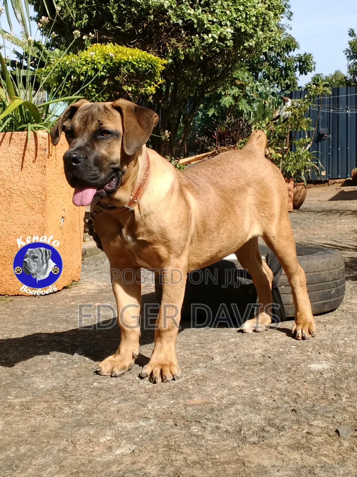 1-3 months Male Purebred Boerboel