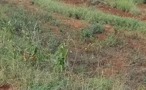 Ruiru Kamakis Karuguru 2 Plots for Sale