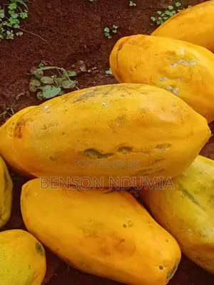 Dwarf Hybrid Pawpaw Seedlings