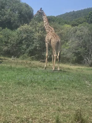 Prime Land for Sale in Narok, Masai Mara.