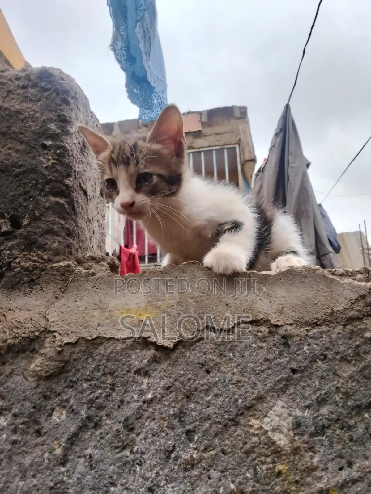 1-3 months Male Mixed Breed Cat