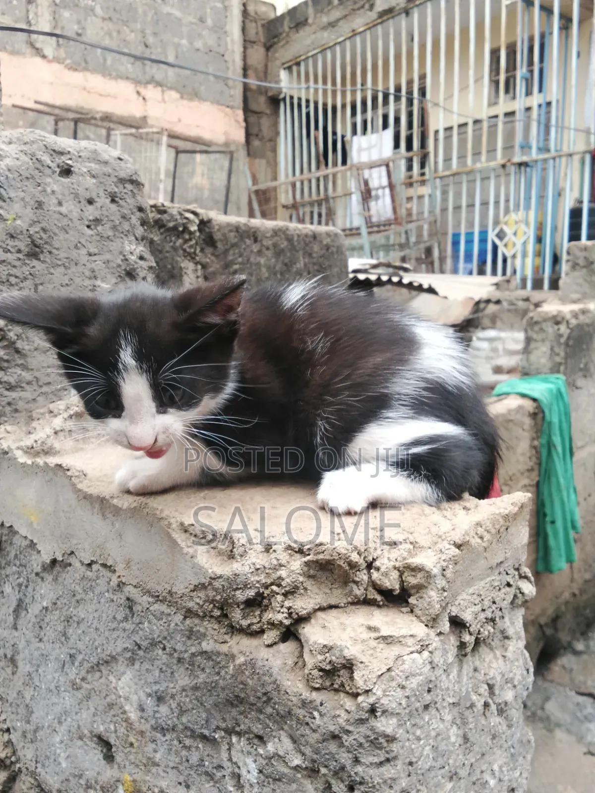 1-3 months Male Mixed Breed Cat