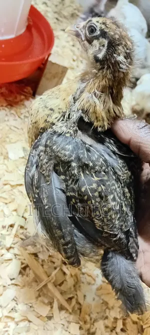 Improved Kienyeji 5 Weeks Old, Vaccinated Chicks