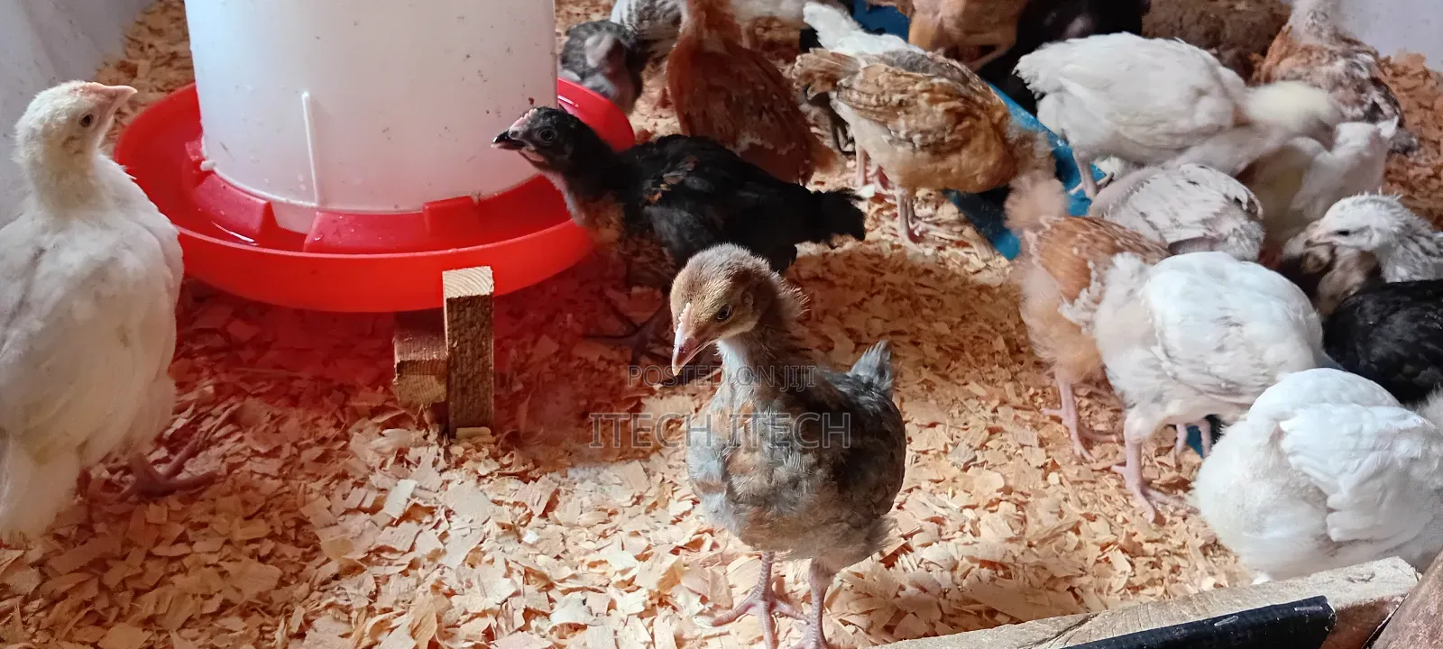 Improved Kienyeji 5 Weeks Old, Vaccinated Chicks