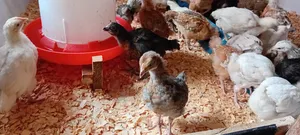 Improved Kienyeji 5 Weeks Old, Vaccinated Chicks