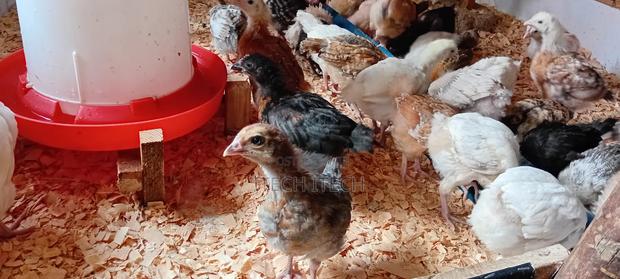 Improved Kienyeji 5 Weeks Old, Vaccinated Chicks
