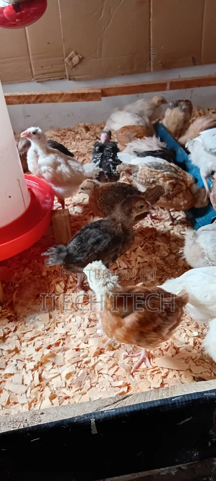 Improved Kienyeji 5 Weeks Old, Vaccinated Chicks