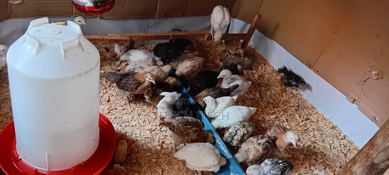 Improved Kienyeji 5 Weeks Old, Vaccinated Chicks