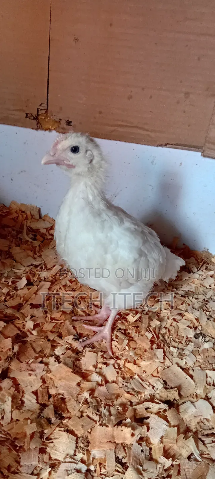 Improved Kienyeji 5 Weeks Old, Vaccinated Chicks