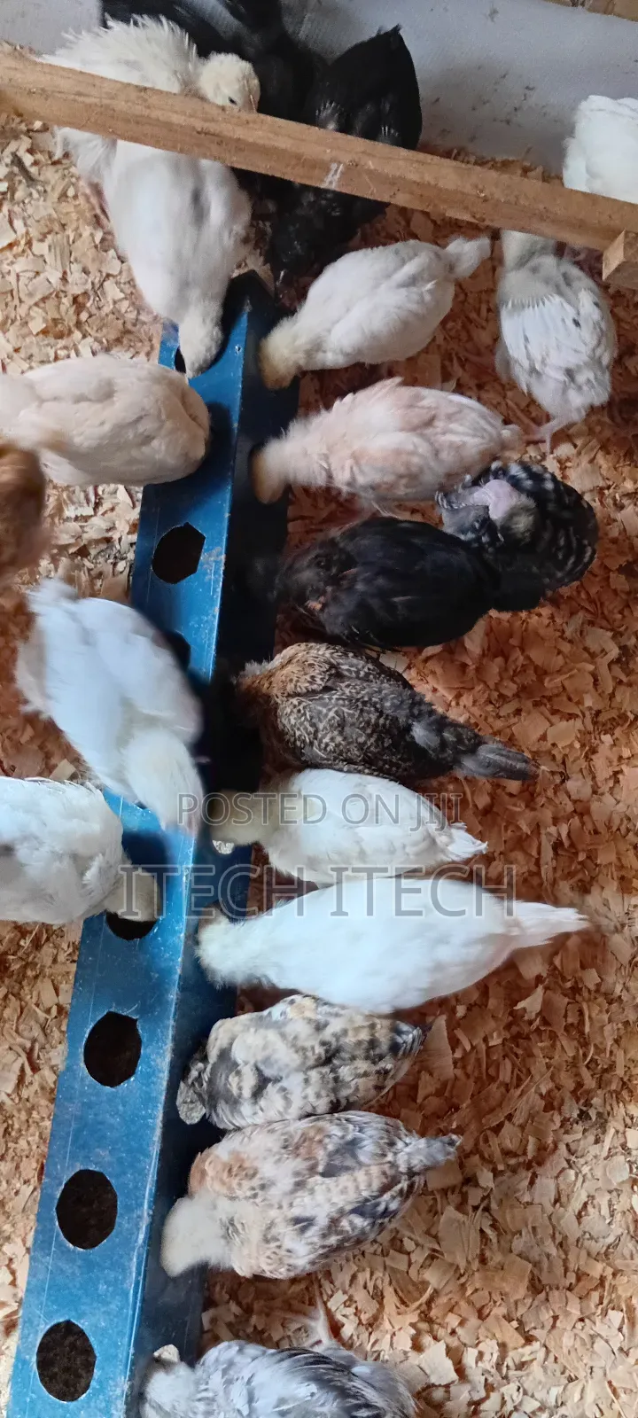 Improved Kienyeji 5 Weeks Old, Vaccinated Chicks
