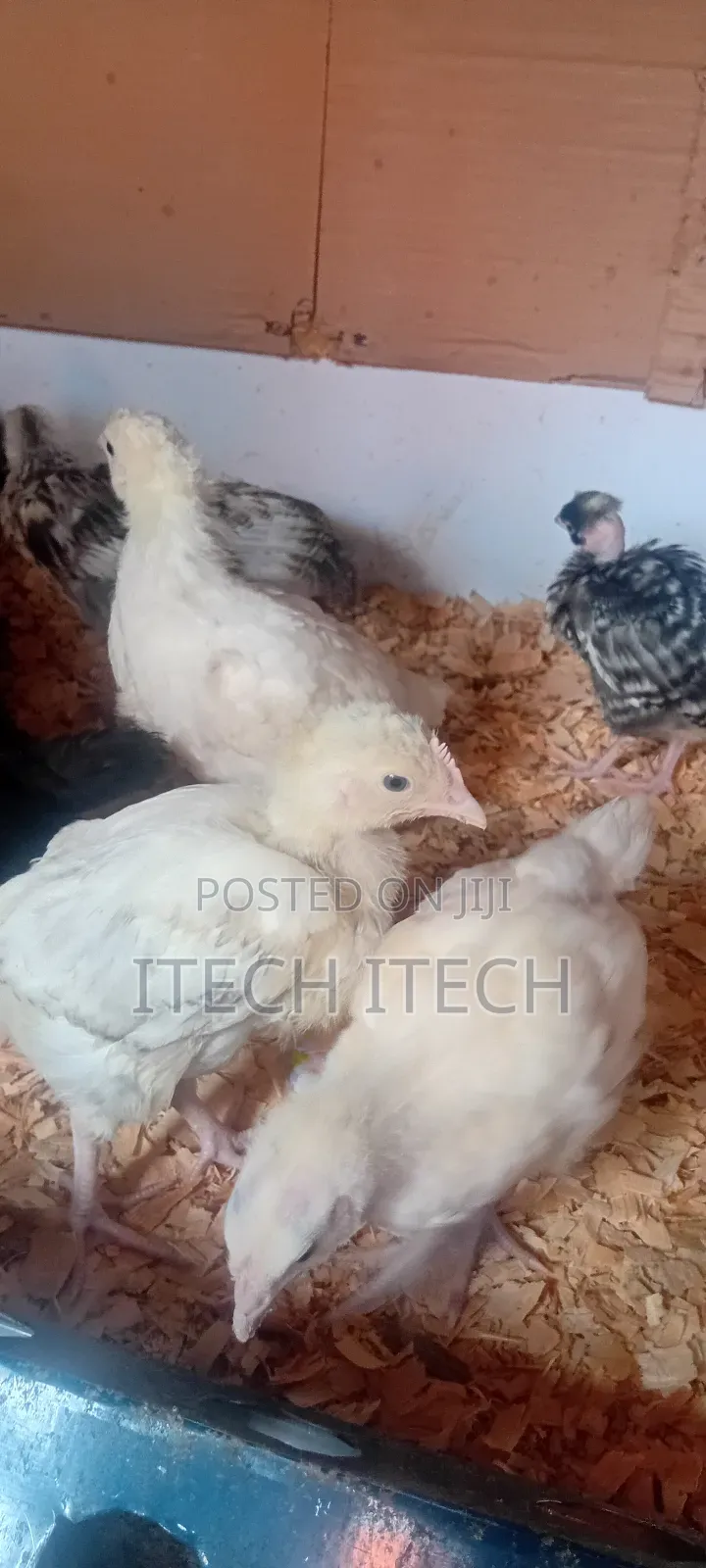 Improved Kienyeji 5 Weeks Old, Vaccinated Chicks