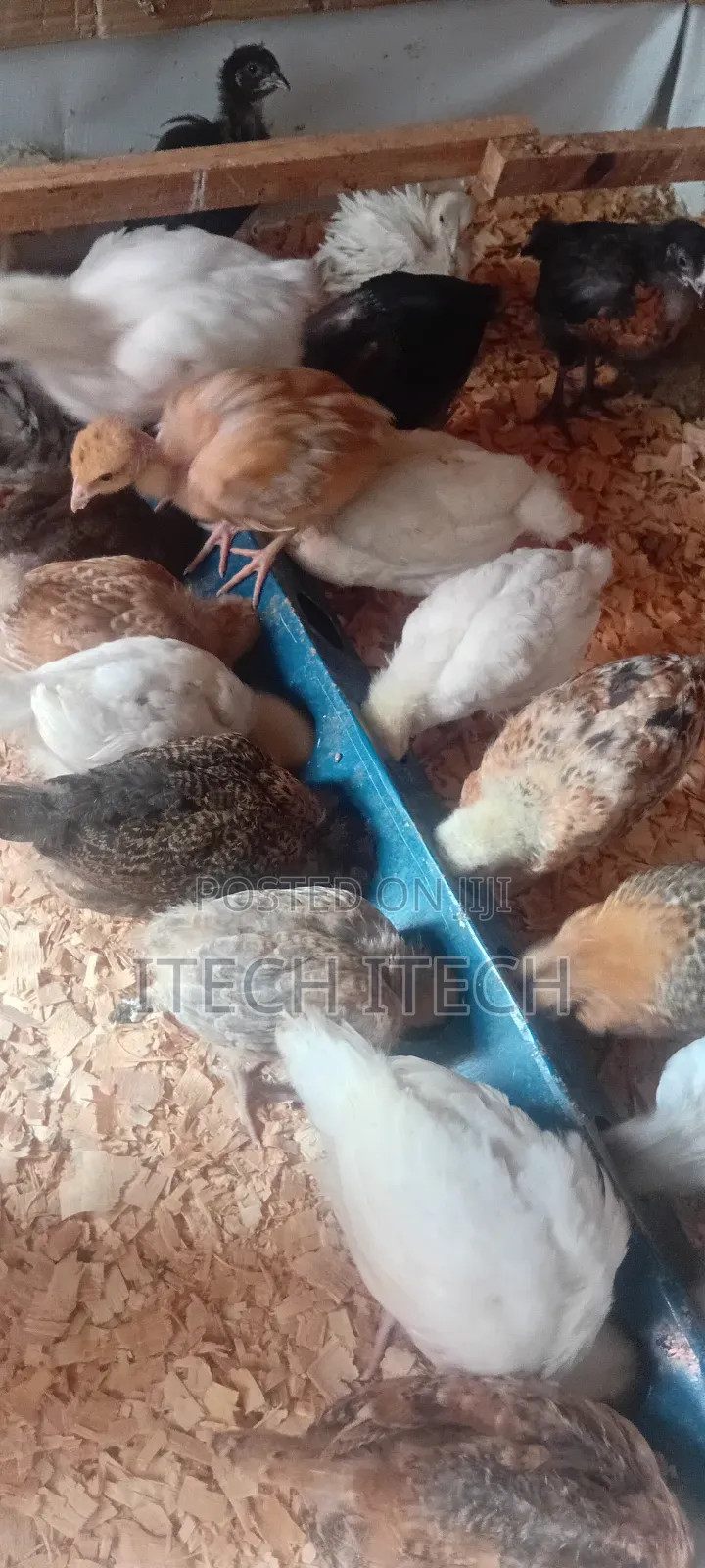 Improved Kienyeji 5 Weeks Old, Vaccinated Chicks