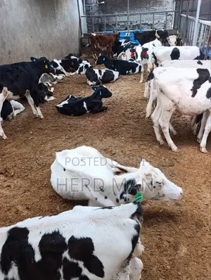 Weaned Pedigree Calves