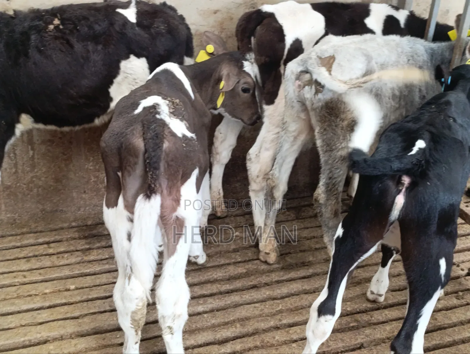 Weaned Pedigree Calves