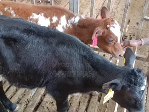 Weaned Pedigree Calves