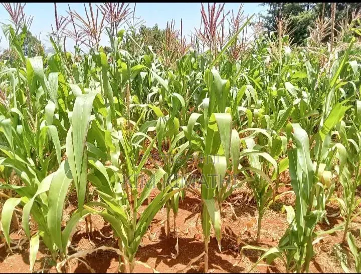 2 Plots for Sale