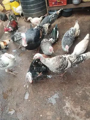 Animals and Crops