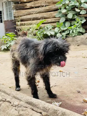 6-12 months Male Purebred Maltese