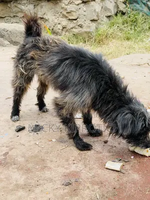6-12 months Male Purebred Maltese