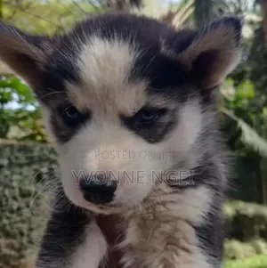 1-3 months Female Purebred Siberian Husky