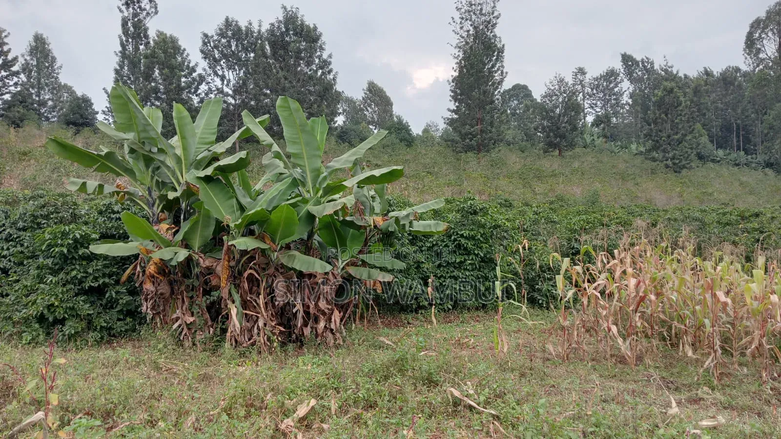Selling a Prime 50*100 Plot in Kenol Kimorori Ward Murang'a County.