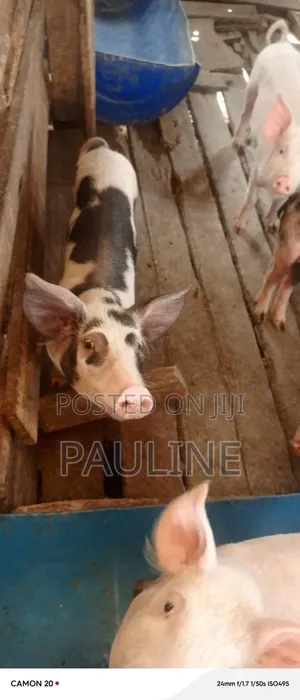 Duroc Piglets
