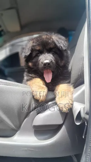 1-3 months Female Purebred German Shepherd