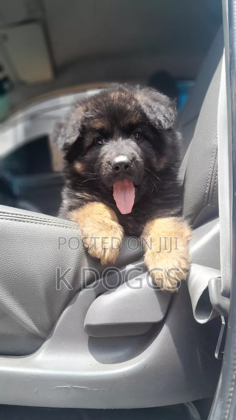 1-3 months Female Purebred German Shepherd