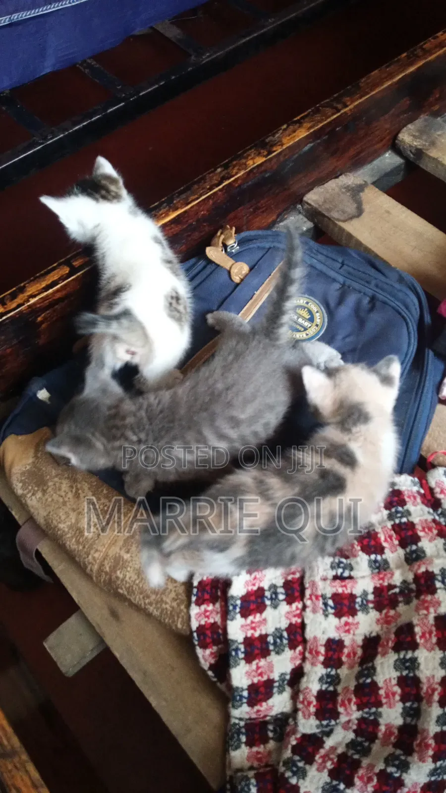 3-6 months Female Mixed Breed American Shorthair