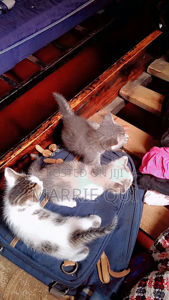 3-6 months Female Mixed Breed American Shorthair