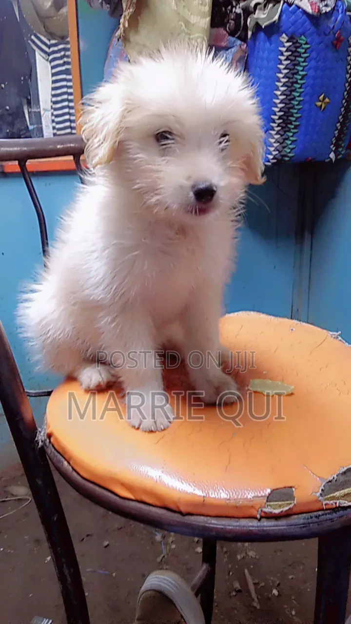 6-12 months Male Mixed Breed Chihuahua