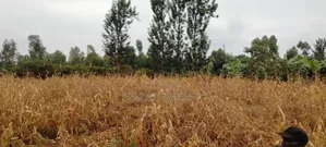 3-Acre Agricultural Land for Lease in Kirinyaga Kimbimbi Riagicheru