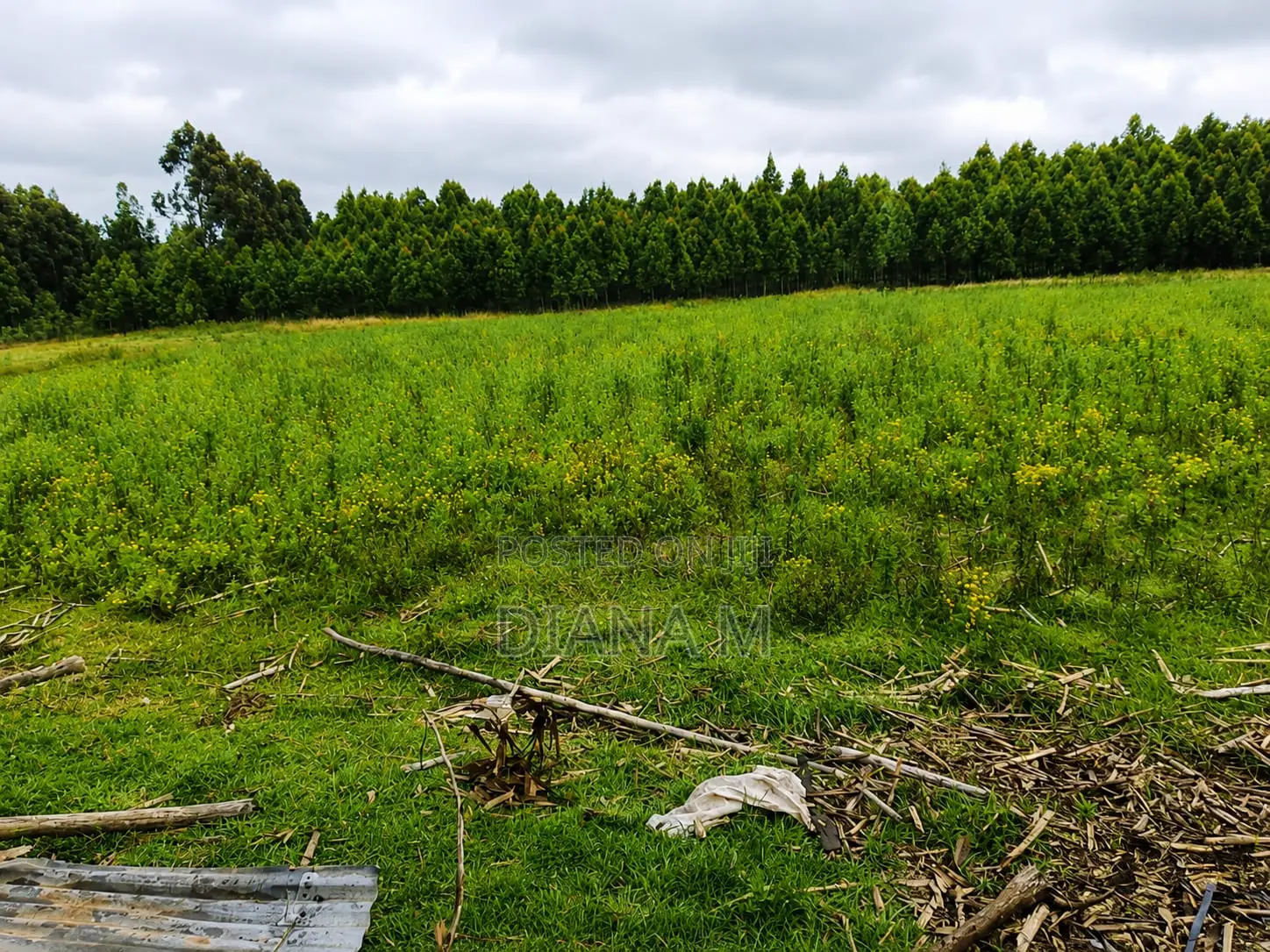 Lucrative 12-Acre Agricultural Holding in Kasuku, Nyandarua
