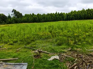 Lucrative 12-Acre Agricultural Holding in Kasuku, Nyandarua