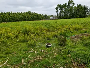 Lucrative 12-Acre Agricultural Holding in Kasuku, Nyandarua