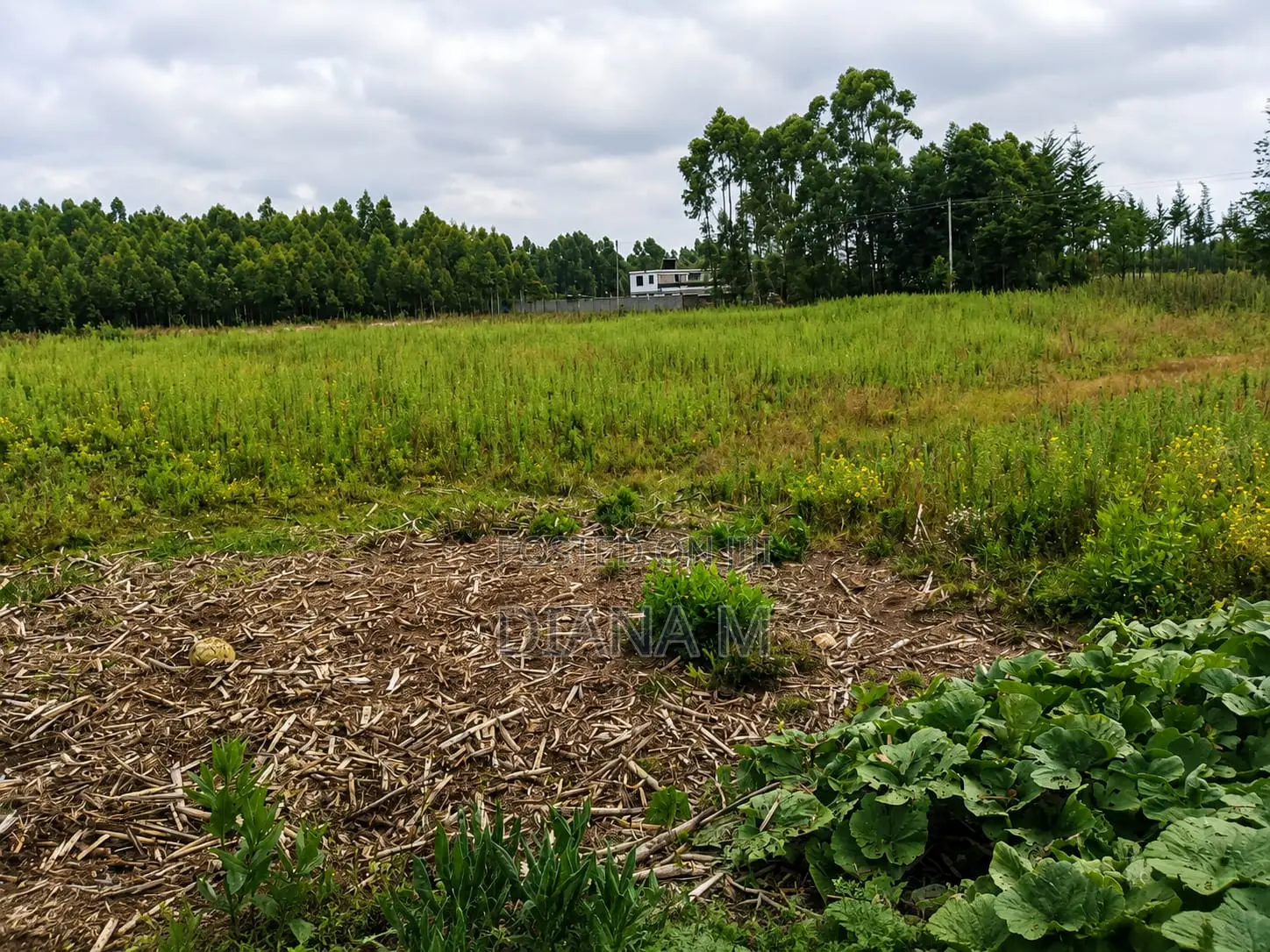 Lucrative 12-Acre Agricultural Holding in Kasuku, Nyandarua