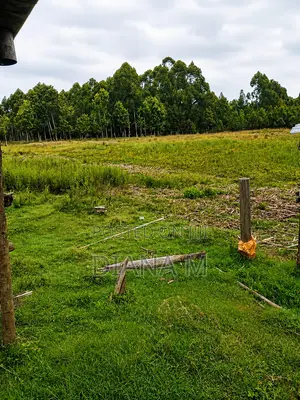 Lucrative 12-Acre Agricultural Holding in Kasuku, Nyandarua
