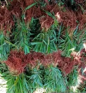 Brachiaria Root Splits –High Protein Grass More Milk Meat!