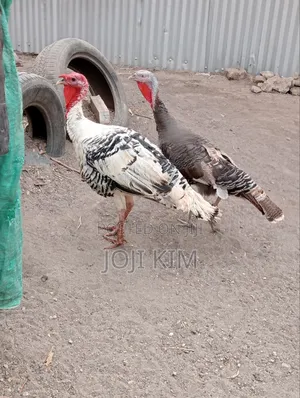 Mature Turkeys