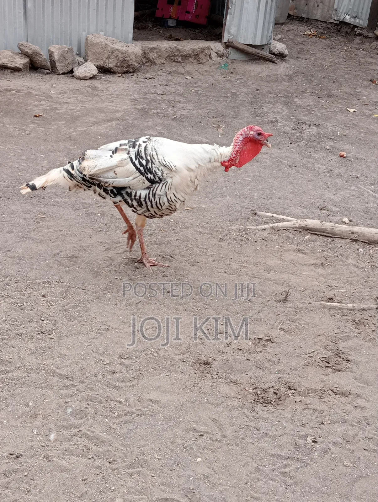 Mature Turkeys