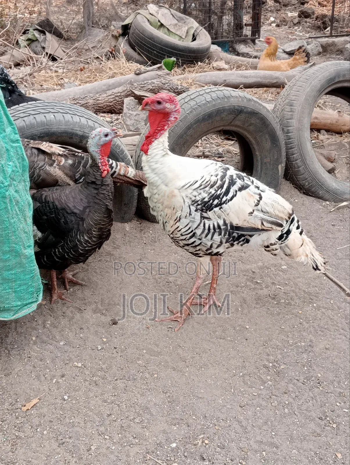 Mature Turkeys