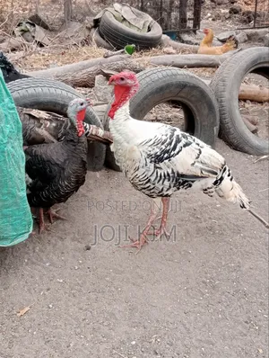 Mature Turkeys