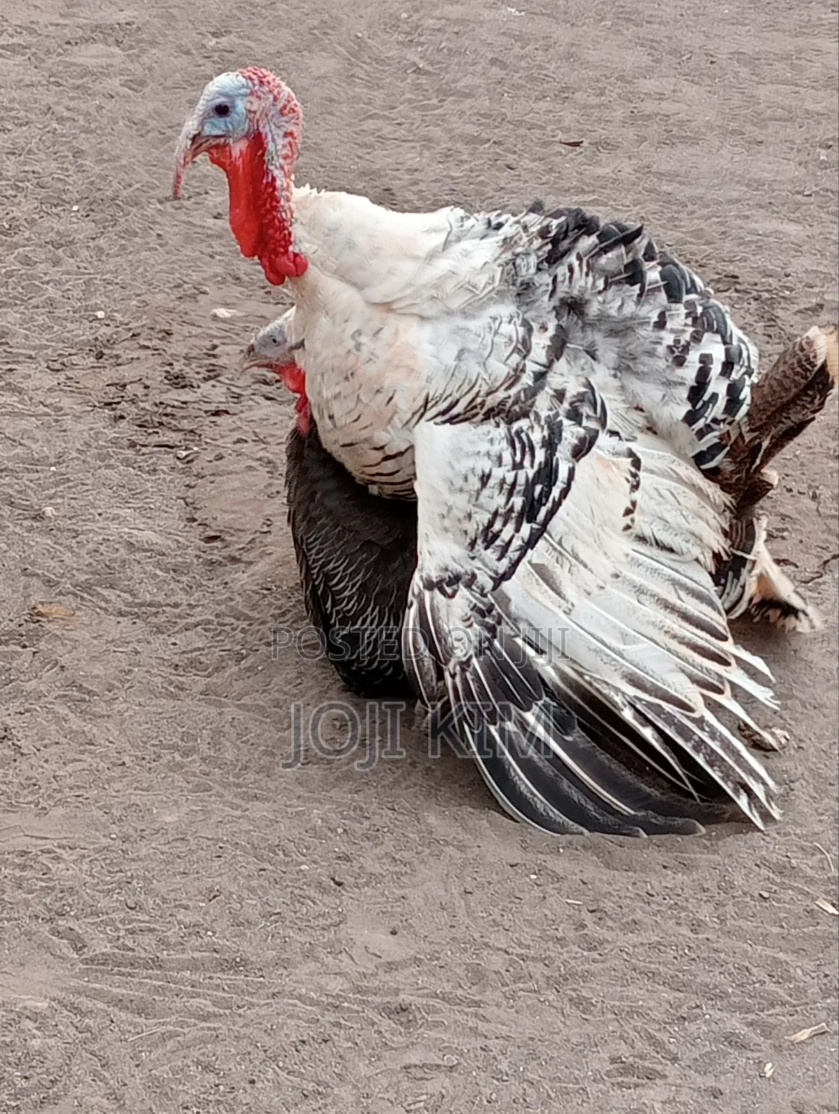 Mature Turkeys