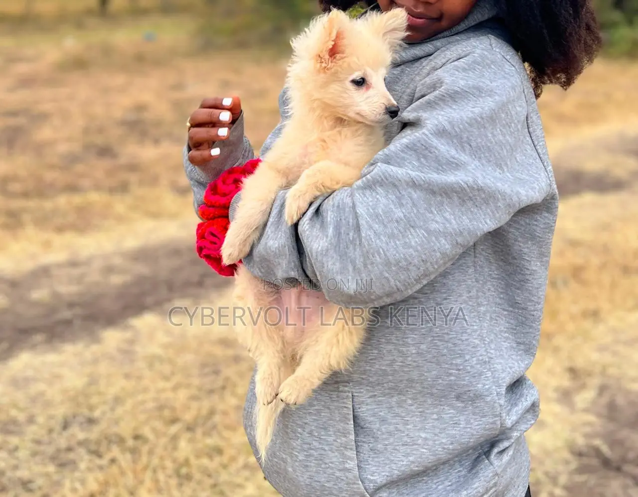 1-3 months Male Purebred Chihuahua