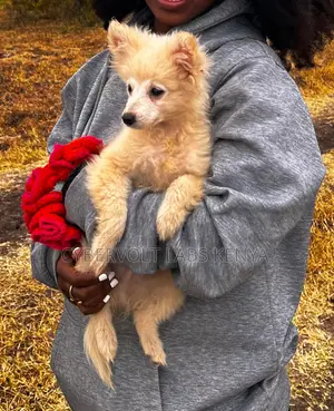 1-3 months Male Purebred Chihuahua