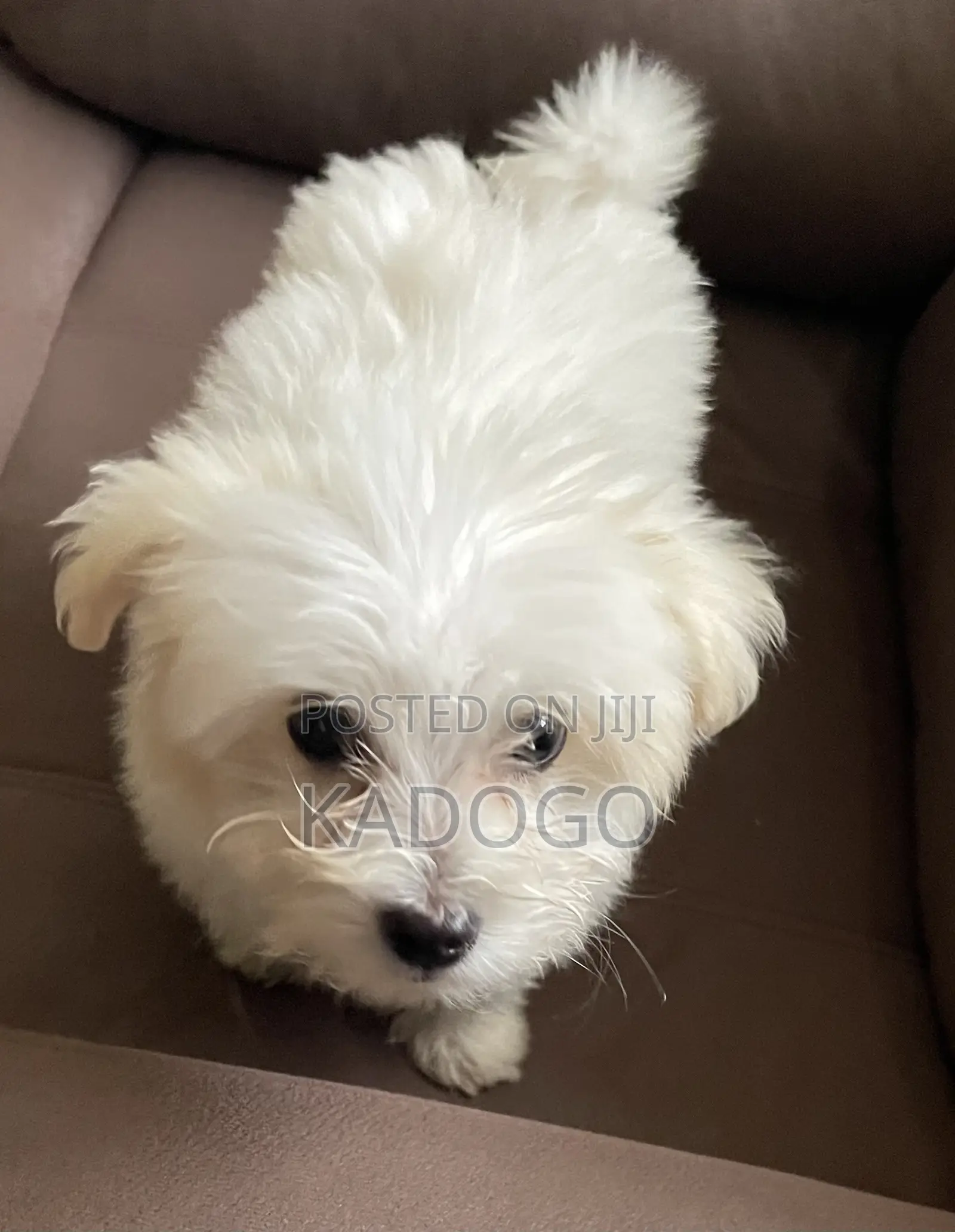 6-12 months Male Purebred Maltese