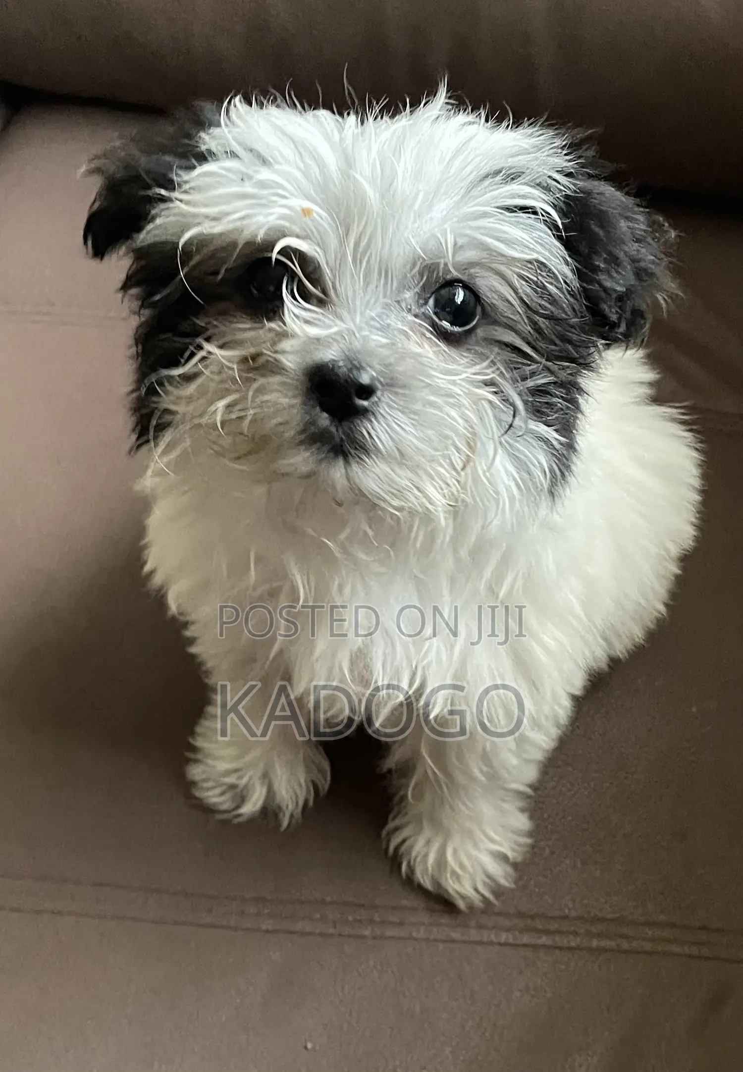 6-12 months Male Purebred Maltese