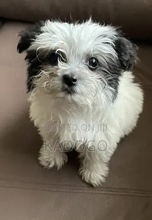 6-12 months Male Purebred Maltese